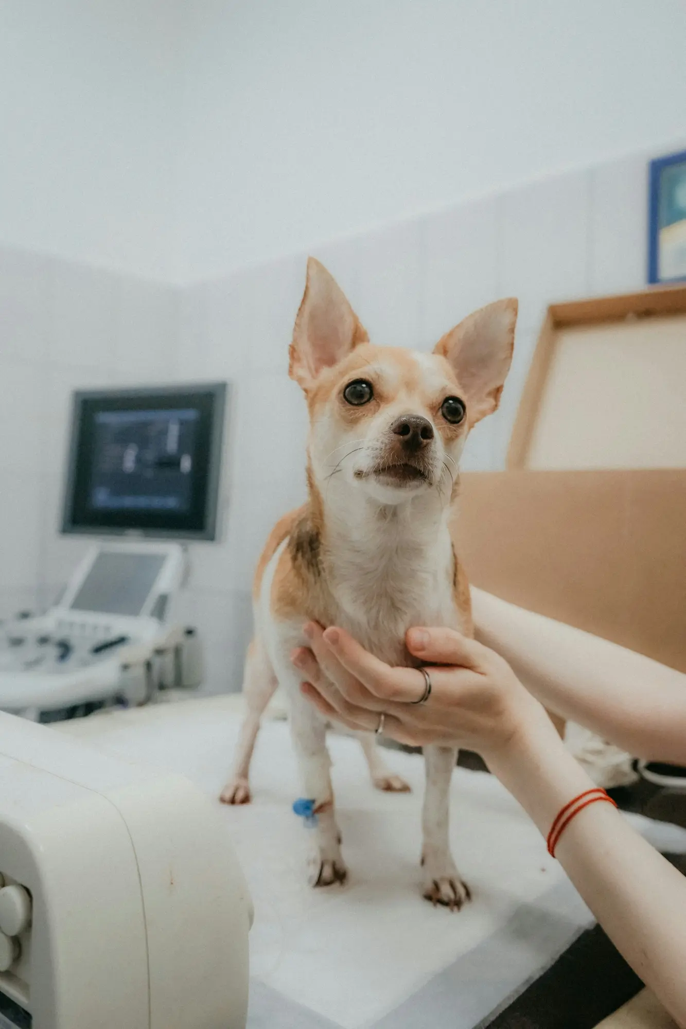 hund beim Tierarzt - symbolbild Tierkrankenversicherung