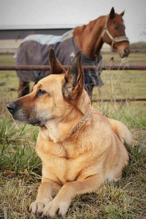 Hund und Pferd auf wiese - Tierhalterhaftpflicht